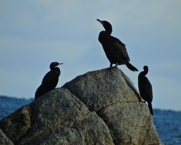 178 Double Crested Cormorant Jigsaw Puzzle