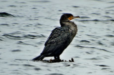 1079 Double Crested Cormorant Jigsaw Puzzle