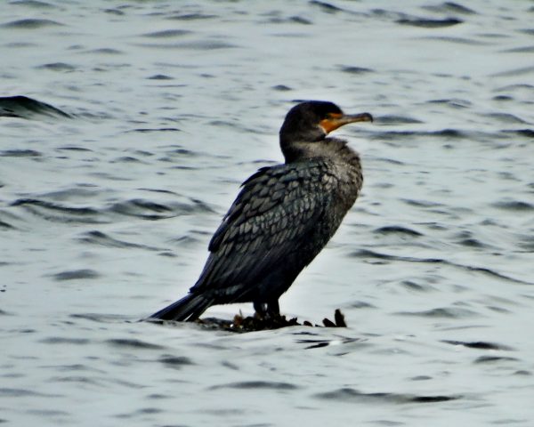 1079 Double Crested Cormorant Jigsaw Puzzle