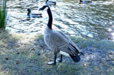 180 Canada Goose Jigsaw Puzzle