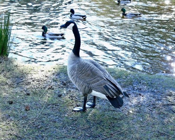180 Canada Goose Jigsaw Puzzle