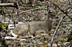 184 White-Tailed Deer Jigsaw Puzzle