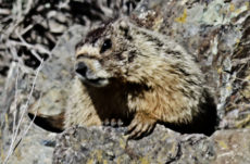 185 Yellow-Bellied Marmot Jigsaw Puzzle