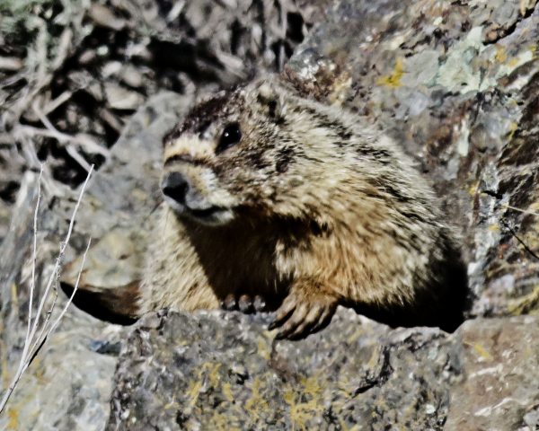 185 Yellow-Bellied Marmot Jigsaw Puzzle
