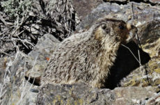 186 Yellow-Bellied Marmot Jigsaw Puzzle