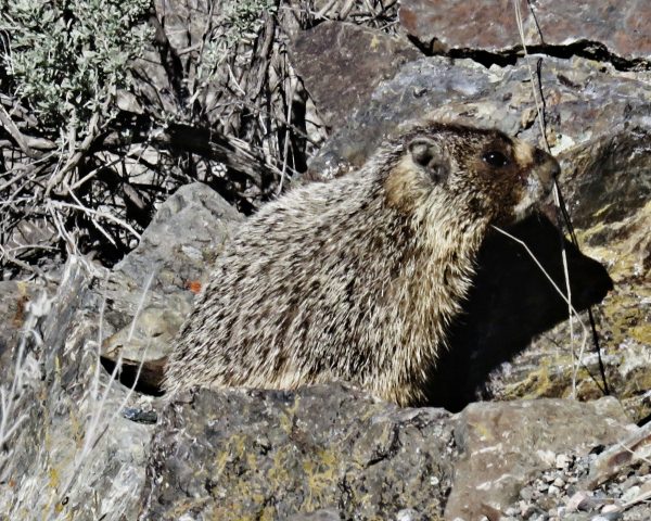 186 Yellow-Bellied Marmot Jigsaw Puzzle