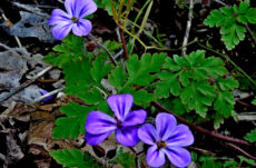 189 Herb Robert Jigsaw Puzzle