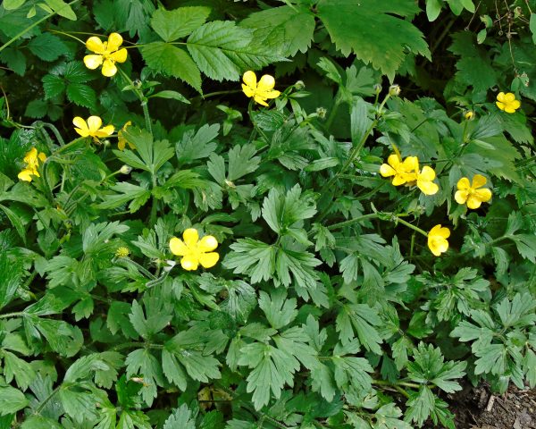 190 Western Buttercup Jigsaw Puzzle