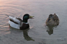 167 Mallard Ducks Jigsaw Puzzle