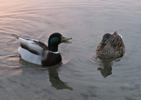 167 Mallard Ducks Jigsaw Puzzle