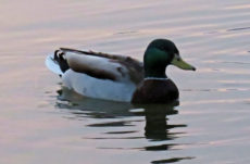 169 Mallard Duck Jigsaw Puzzle