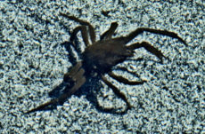 152 Spider Crab Jigsaw Puzzle