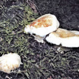 1003 Pine Mushroom Jigsaw Puzzle