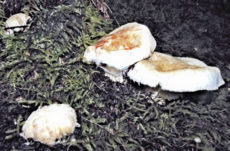 1003 Pine Mushroom Jigsaw Puzzle