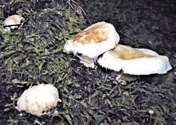 187 Pine Mushroom Jigsaw Puzzle - Image 2