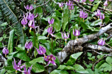 1005 Pink Fawn Lily Jigsaw Puzzle