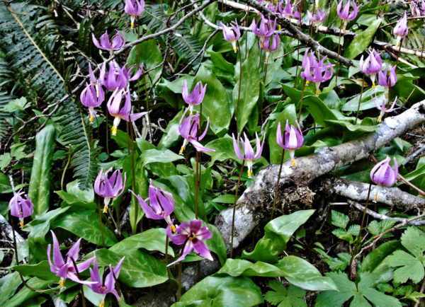 1005 Pink Fawn Lily Jigsaw Puzzle