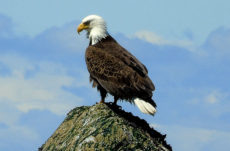 1012 Bald Eagle Jigsaw Puzzle