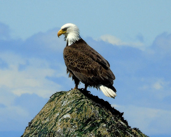 1012 Bald Eagle Jigsaw Puzzle
