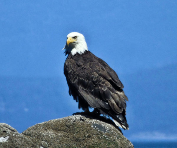 1013 Bald Eagle Jigsaw Puzzle