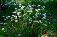 1014 Ox-Eye Daisy Jigsaw Puzzle