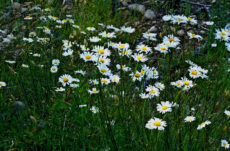 1016 Ox-Eye Daisy Jigsaw Puzzle