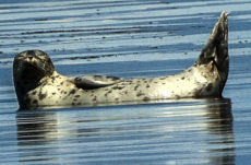 103 Harbour Seal Jigsaw Puzzle