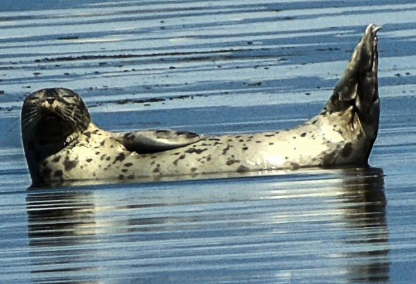 103 Harbour Seal Jigsaw Puzzle