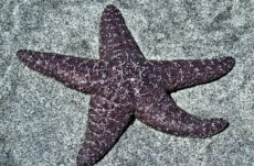 107 Purple/Ochre Star Jigsaw Puzzle