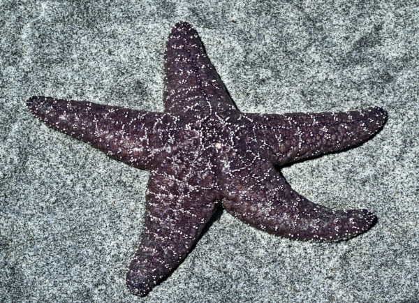 107 Purple/Ochre Star Jigsaw Puzzle
