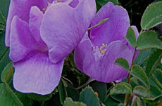 117 Nootka Rose Jigsaw Puzzle
