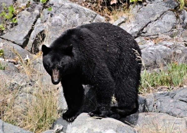0127 North American Black Bear Jigsaw Puzzle