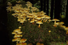 188 Conifer Tuft Mushroom Jigsaw Puzzle