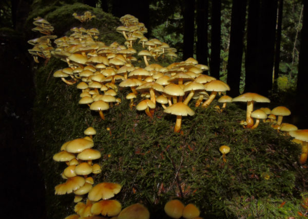 188 Conifer Tuft Mushroom Jigsaw Puzzle