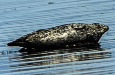100 Harbour Seal Jigsaw Puzzle