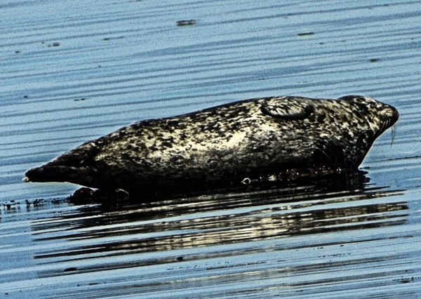 100 Harbour Seal Jigsaw Puzzle