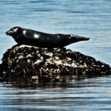 101 Harbour Seal Jigsaw Puzzle
