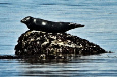 101 Harbour Seal Jigsaw Puzzle