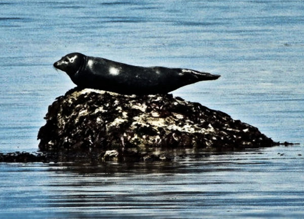 101 Harbour Seal Jigsaw Puzzle