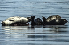102 Harbour Seal Jigsaw Puzzle