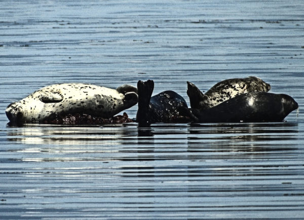 102 Harbour Seal Jigsaw Puzzle