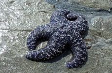 104 Purple/Ochre Star Jigsaw Puzzle