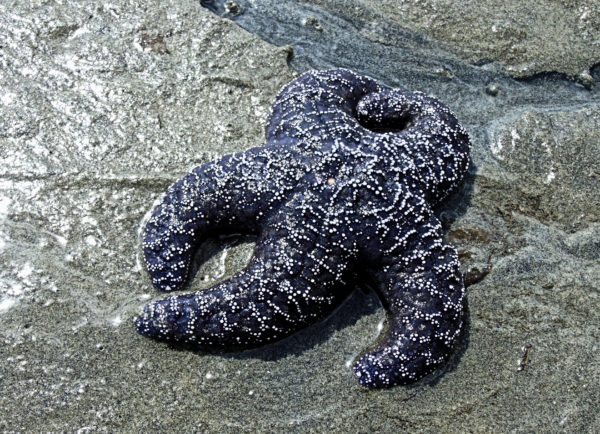 104 Purple/Ochre Star Jigsaw Puzzle