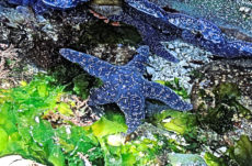 105 Purple/Ochre Star Jigsaw Puzzle