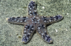 108 Purple/Ochre Star Jigsaw Puzzle