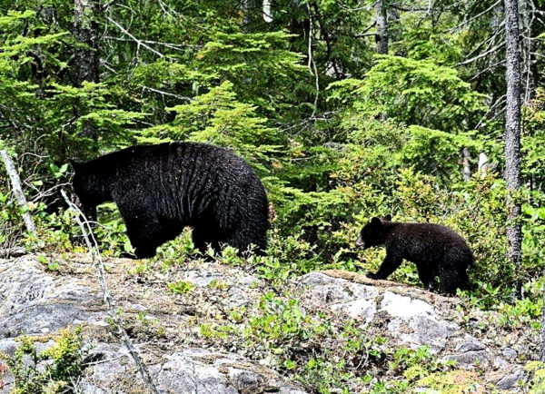 0119 North American Black Bear Jigsaw Puzzle