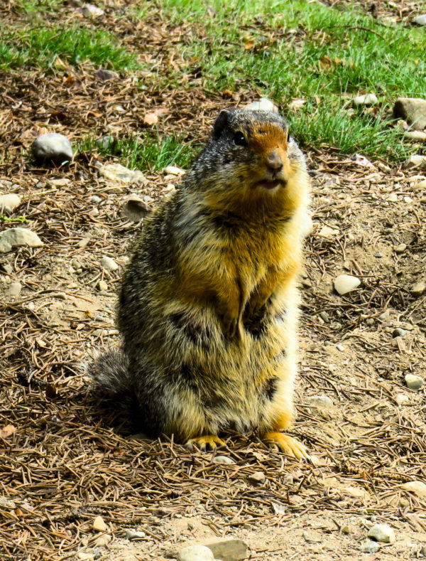 123 Columbian Ground Squirrel Jigsaw Puzzle