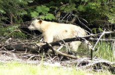 0131 Kermode "Spirit" Bear Jigsaw Puzzle