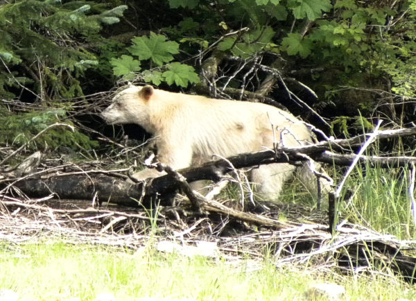 0131 Kermode "Spirit" Bear Jigsaw Puzzle
