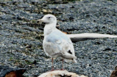 199 Immature Glaucous Winged Gull Jigsaw Puzzle